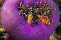3 Day Cod Hole and Ribbon Reefs Dive Trip - Ocean View Standard